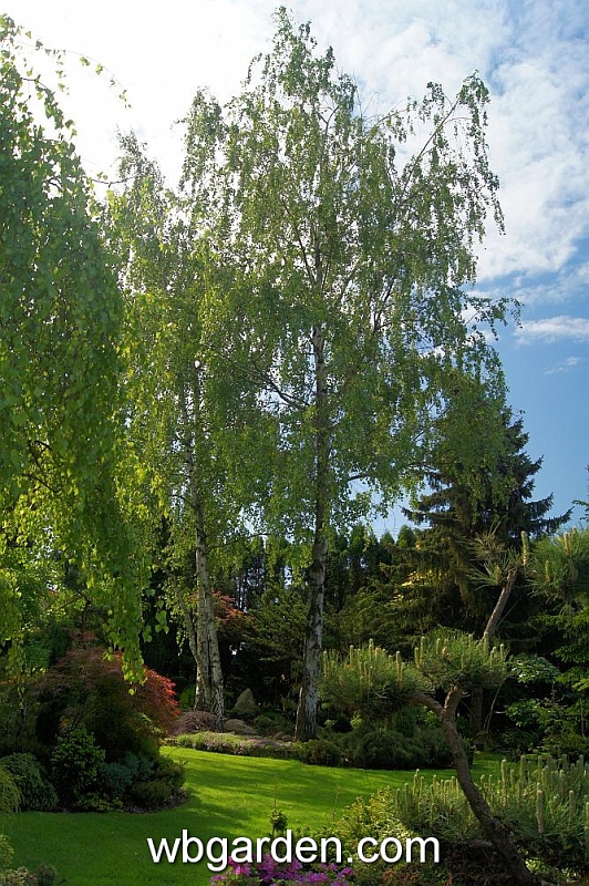 wbgarden spring 69.JPG